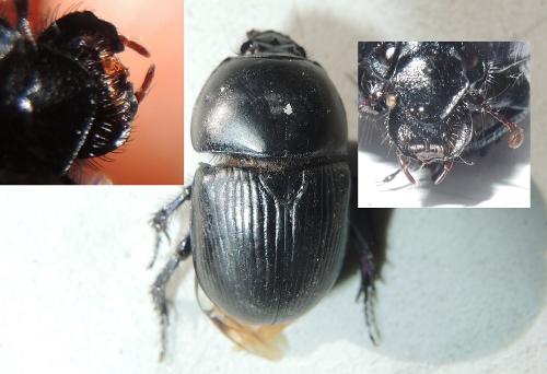 Réf. 268 106 : Geotrupes spiniger